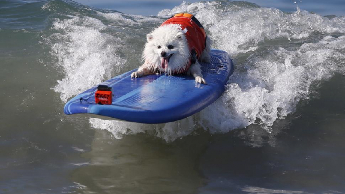 Illustration : "Ces chiens surfeurs domptent les vagues mieux que quiconque"