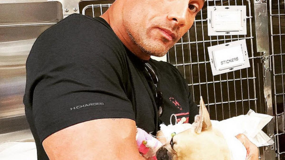 Illustration : "Le Bouledogue Français de Dwayne Johnson a rejoint le paradis des chiens !"