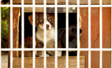 Illustration : "Adopter un chien auprès de la SPA"