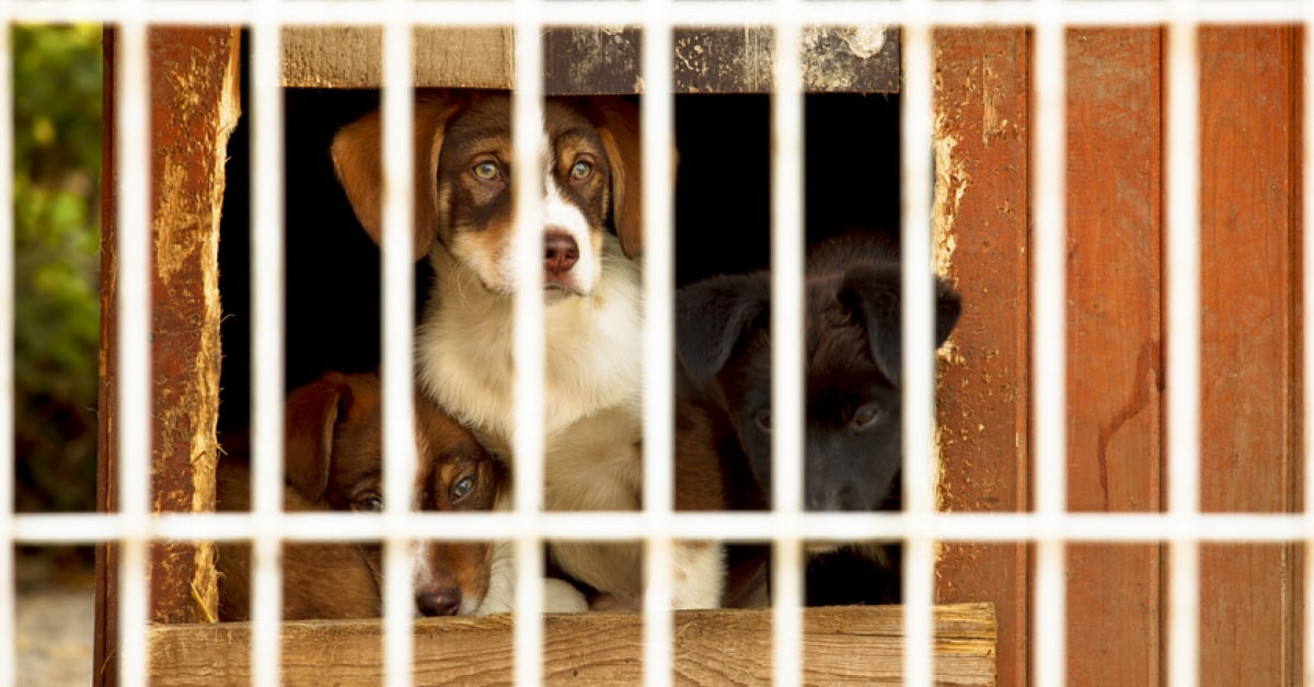 Adopter un chien auprès de la SPA : conseils et démarche