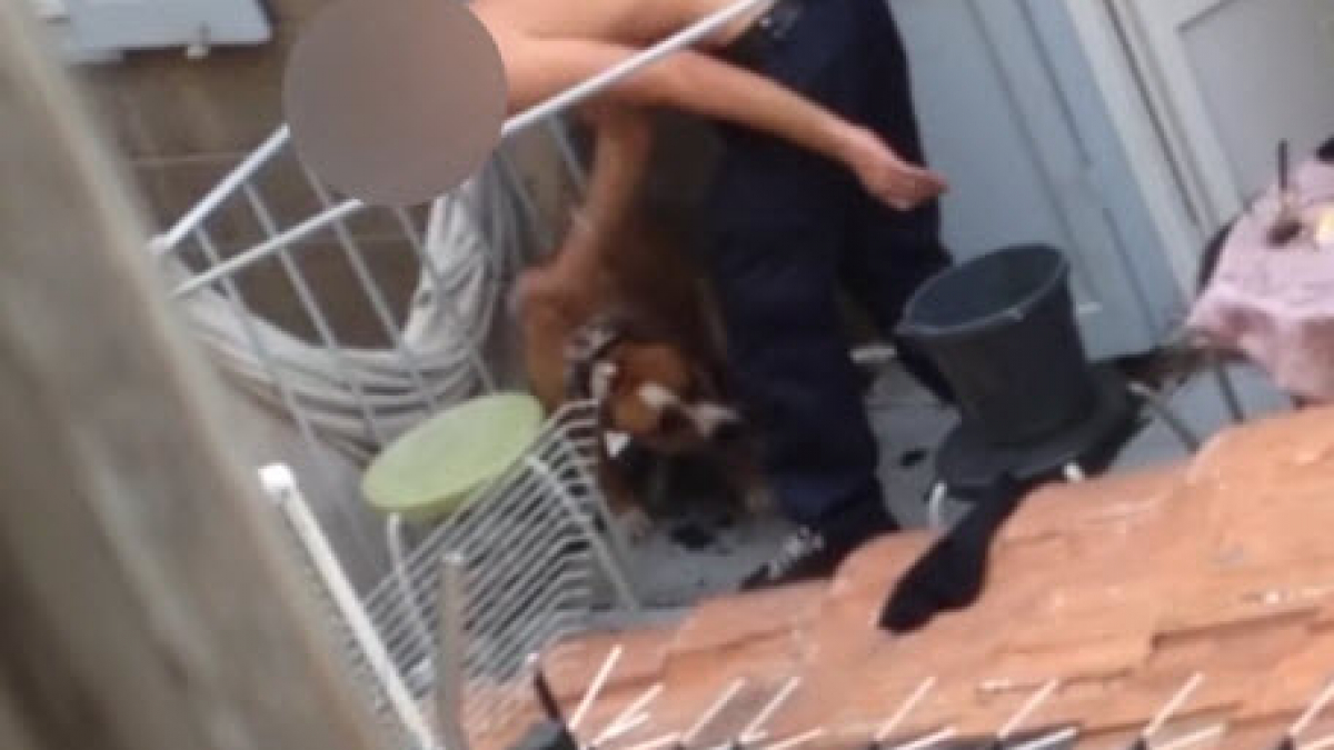 Illustration : "Un homme maltraite sa chienne et se retrouve dénoncé par cette vidéo ! "
