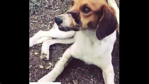 Illustration : Un couple de Canadiens tente de rapatrier un chien blessé, mais les compagnies aériennes refusent !