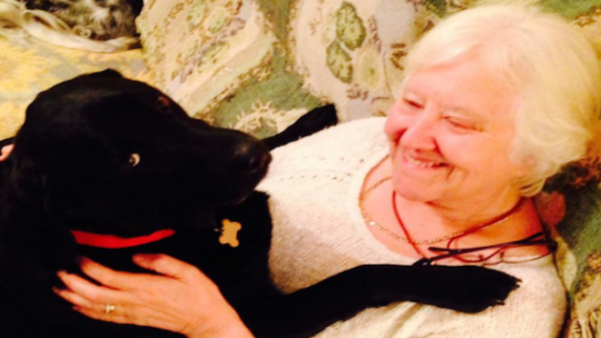 Illustration : "Son Labrador lui sauve la vie en flairant son cancer du sein"