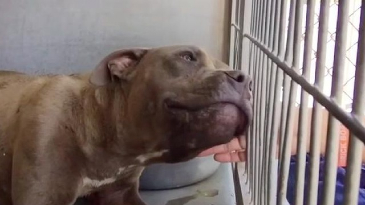 Illustration : "Tout ce que ce Pitbull réclamait, c'était un peu d'attention et de tendresse"