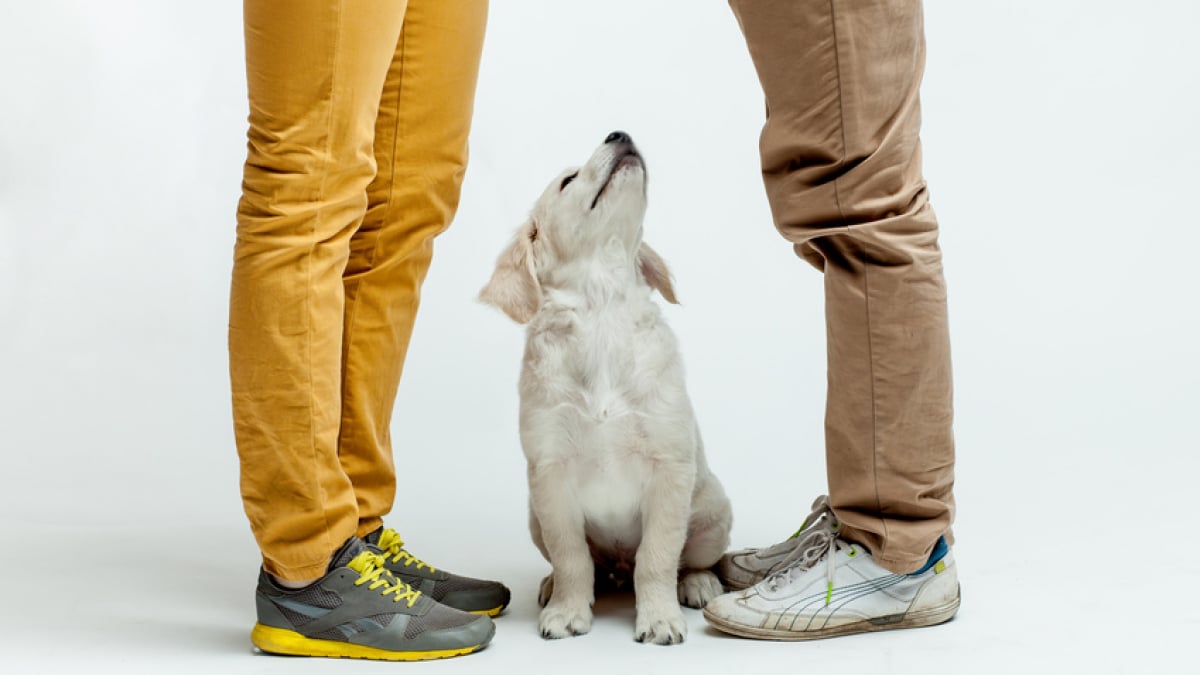 Illustration : "Acheter un chien à un particulier"