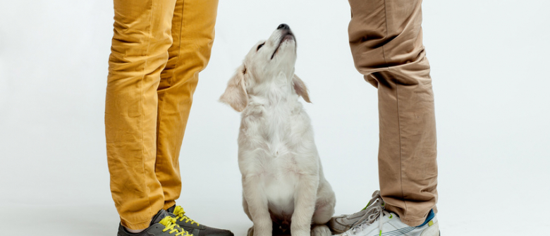 Illustration : "Acheter un chien à un particulier"