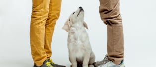 Illustration : "Acheter un chien à un particulier"
