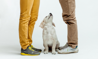 Illustration : "Acheter un chien à un particulier"