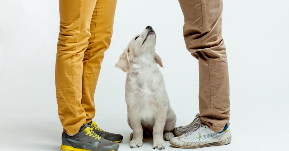 Le matériel pour un chiot : 31 objets à se procurer - J'adopte un chien