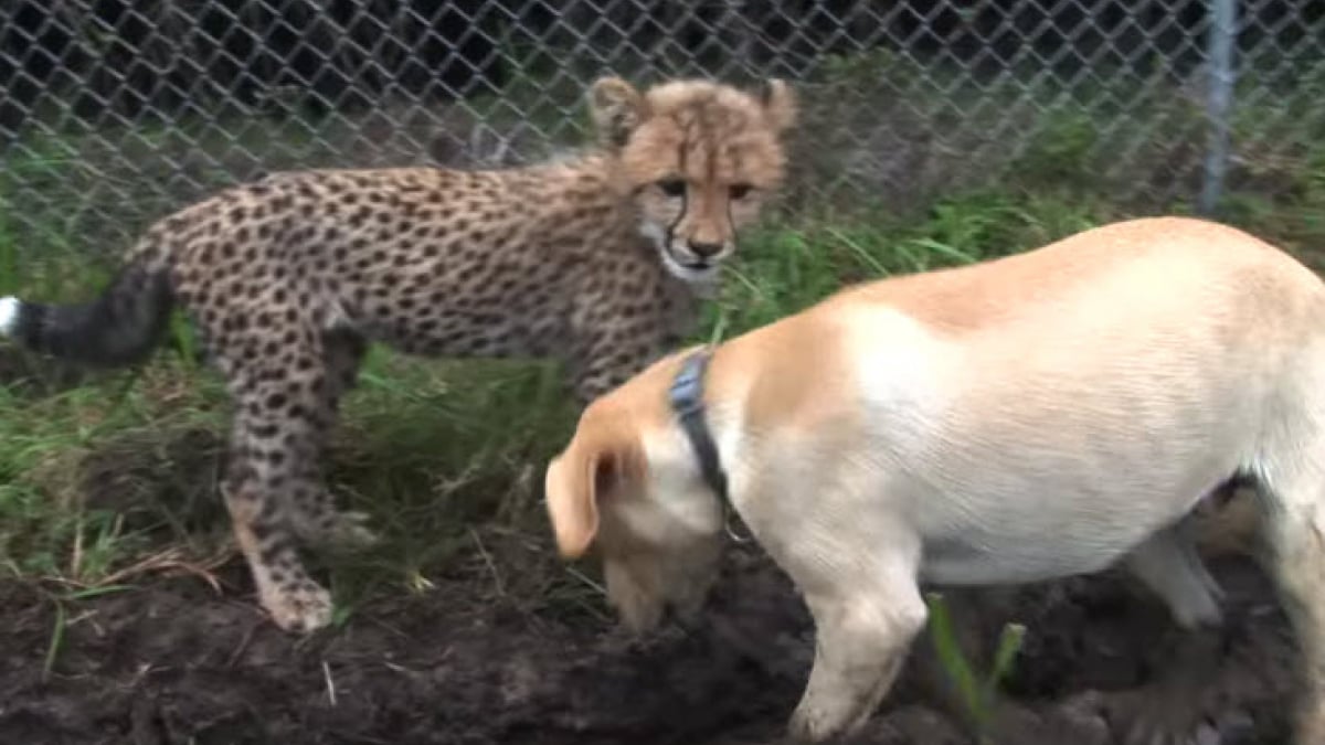 Illustration : "Ce guépard et ce chien s'entendent à merveille malgré leurs différences !"