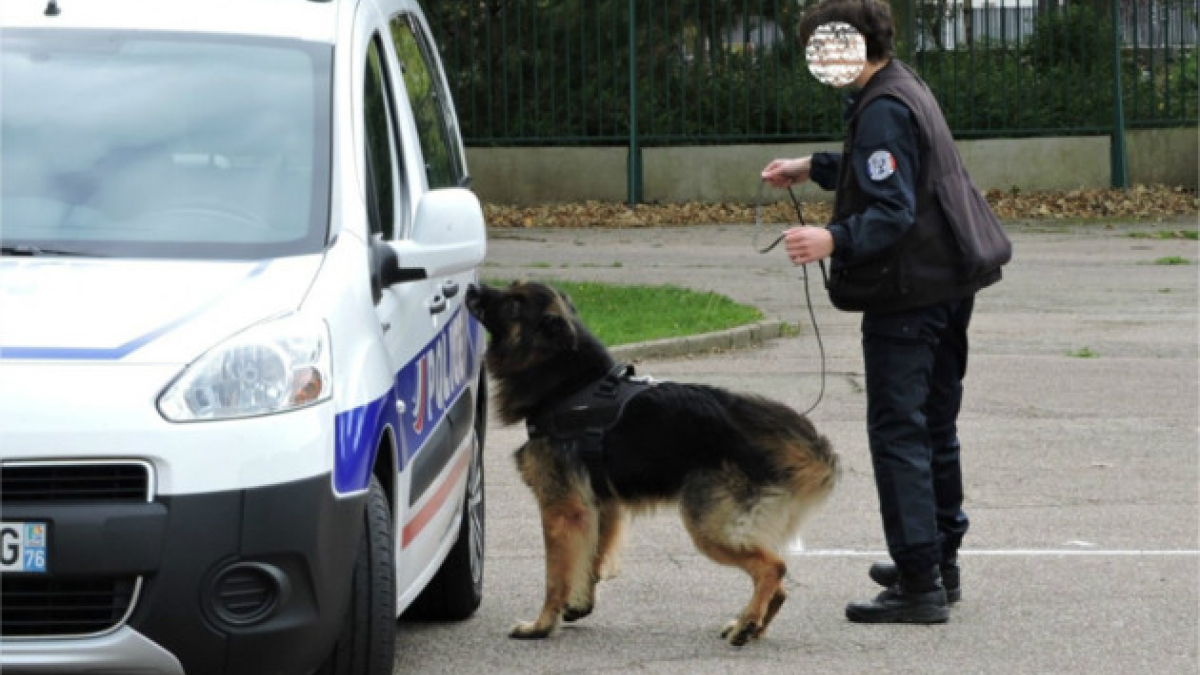 Illustration : "Un chien détecteur de stupéfiants fait sa démonstration dans un collège havrais"