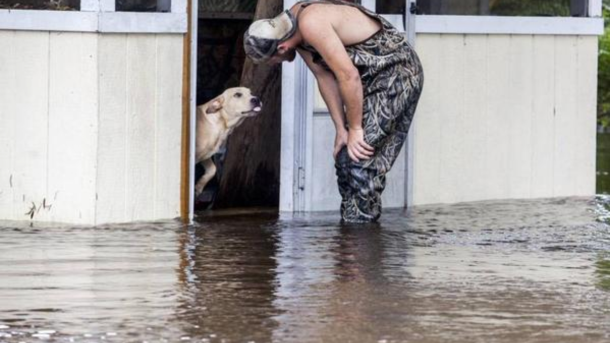 Illustration : "Un homme sauve un chien des inondations et l'adopte"