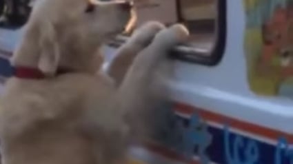 Illustration : Ce Golden-Retriever ne manquerait son rendez-vous avec le marchand de glaces pour rien au monde