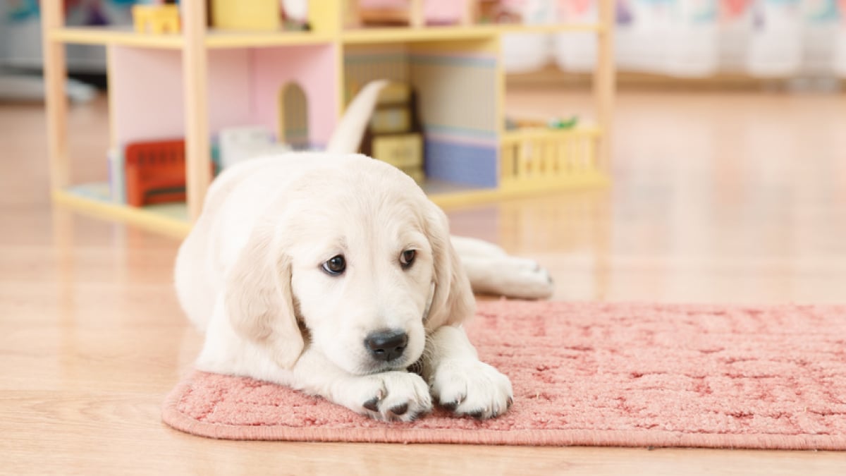 Illustration : "Préparer l'arrivée de son chiot à la maison"