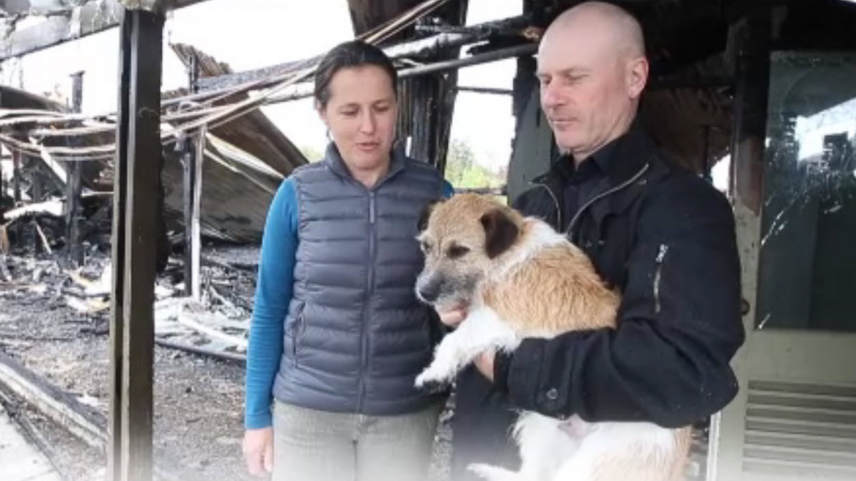 Illustration : "En Nouvelle-Zélande, un chien prévient sa famille d’un incendie voisin qui les menaçait"