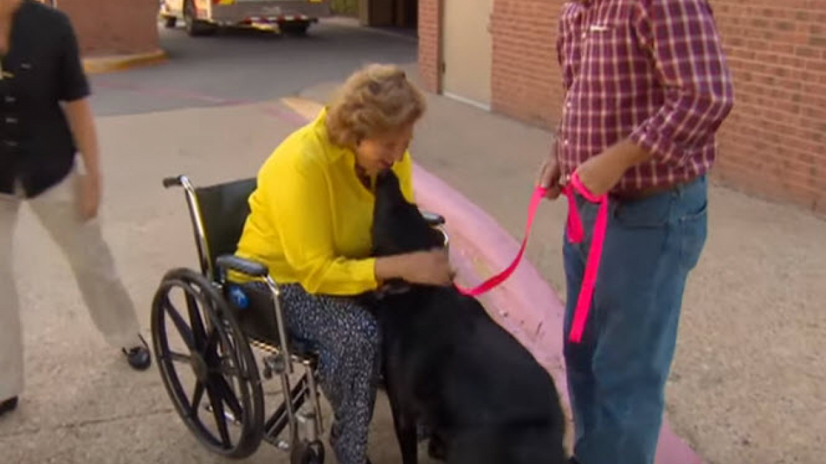 Illustration : "Paralysée par sa chute, son chien la traîne jusqu'au téléphone pour joindre les secours"