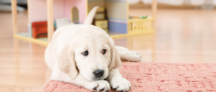 Illustration : "Comment bien accueillir son chiot ?"