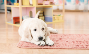 Illustration : "Comment bien accueillir son chiot ?"