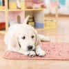 Illustration : Comment bien accueillir son chiot ?
