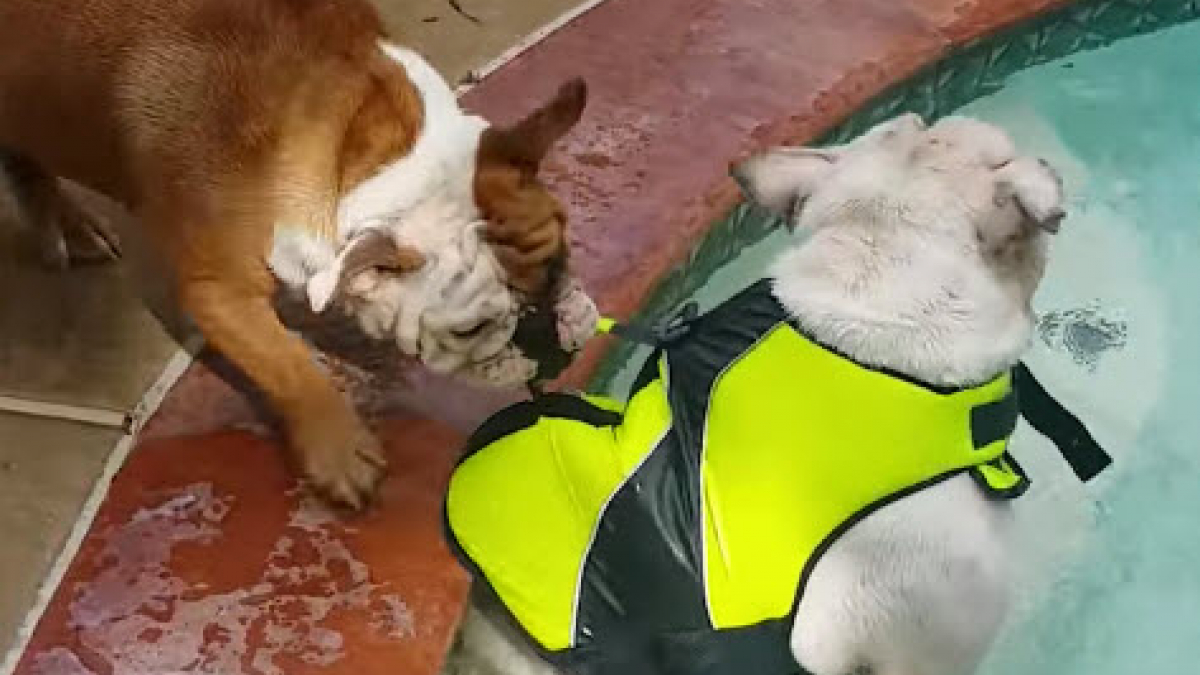 Illustration : "Cette chienne n'a pas l'intention de laisser son frère se noyer dans la piscine"