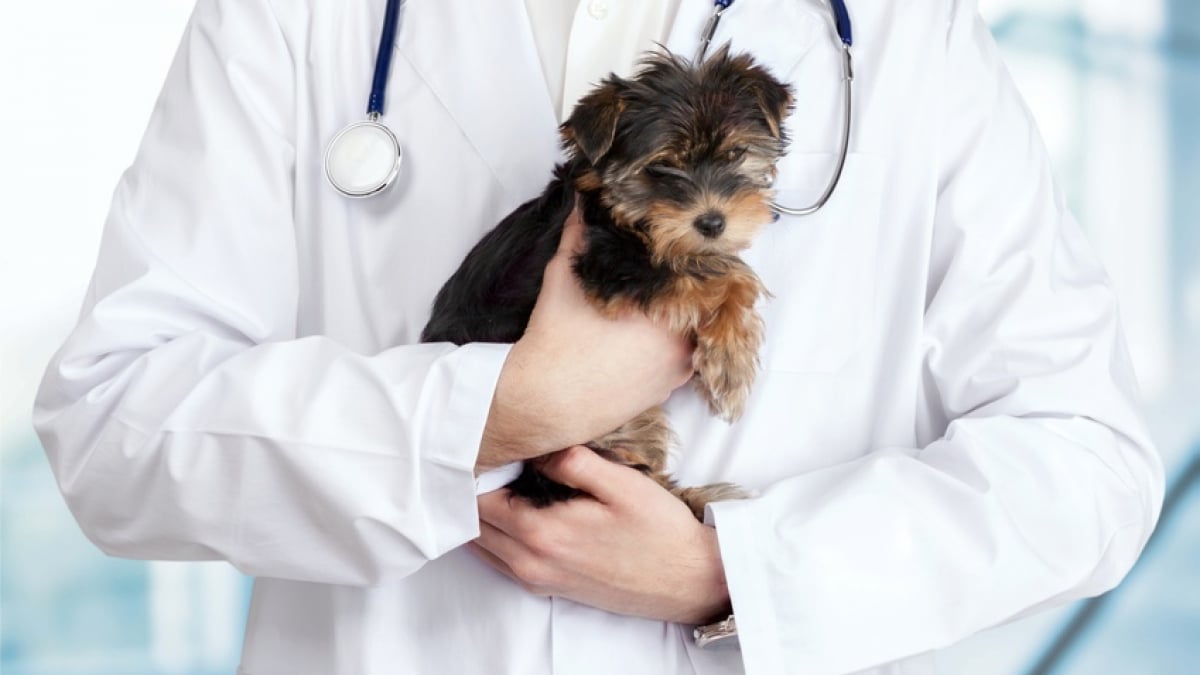 Illustration : "La première visite de son chiot chez le vétérinaire"