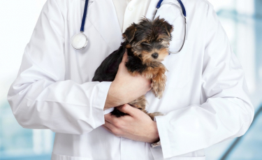 Illustration : "La première visite de son chiot chez le vétérinaire"