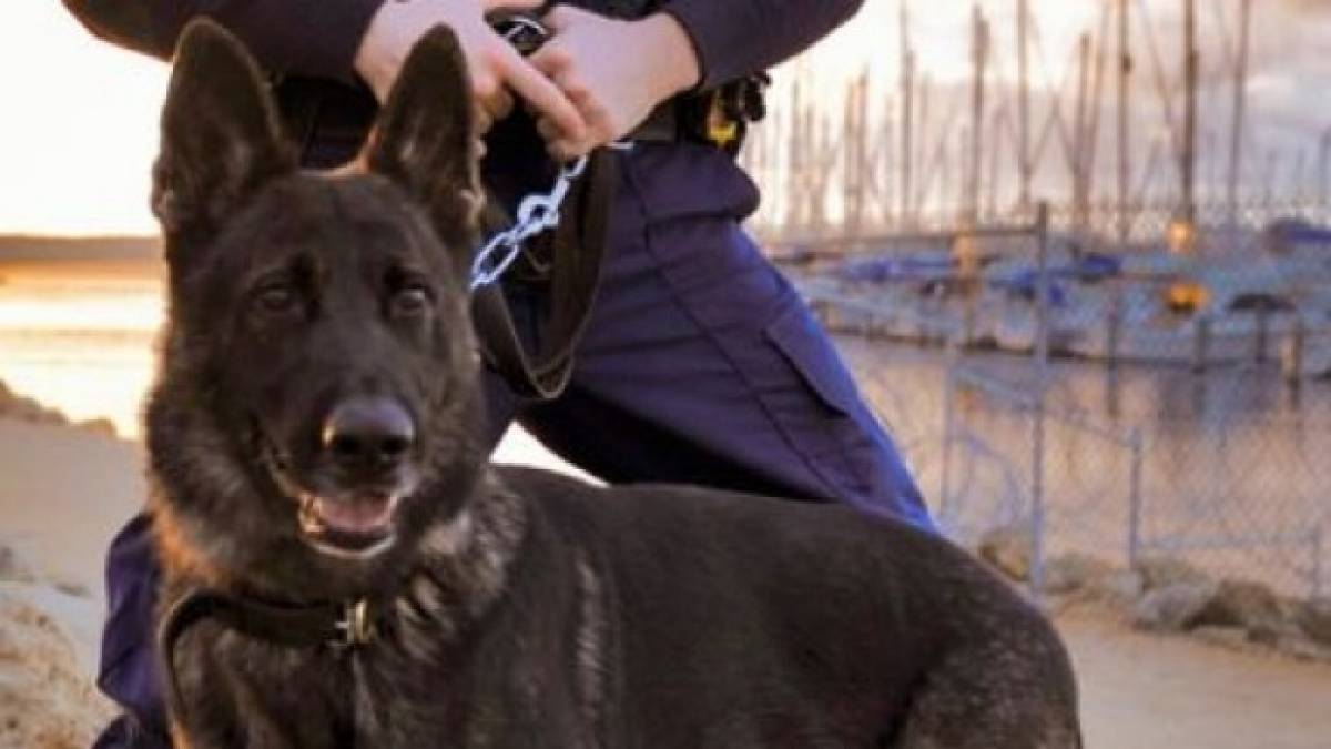 Illustration : "Rumble, célèbre chien policier en Australie, est gravement malade et hospitalisé"