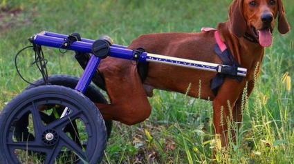 Illustration : A deux doigts de mourir, ce chien handicapé peut enfin se déplacer à nouveau