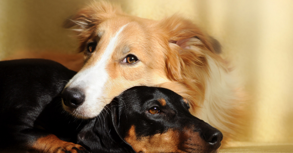 Accueillir Un Deuxième Chien Préparer Les Présentations