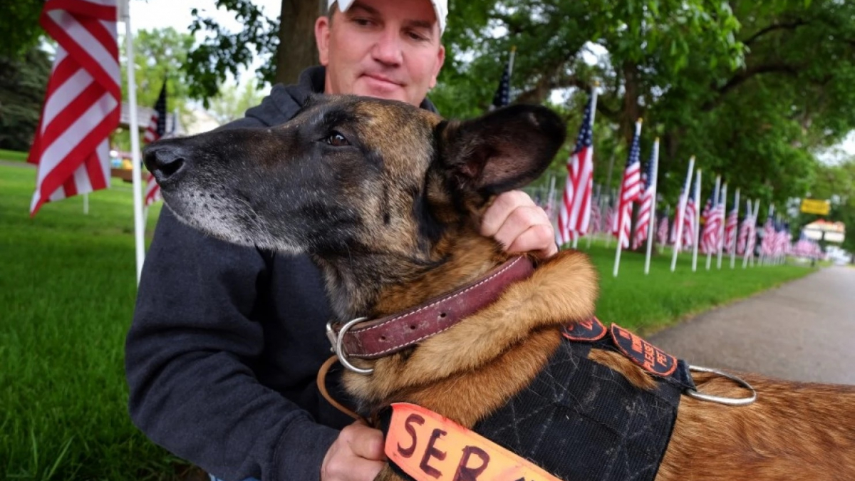 Illustration : "Ce chien-soldat a survécu à 2 déploiements en Irak, mais pas à son retour à la maison"