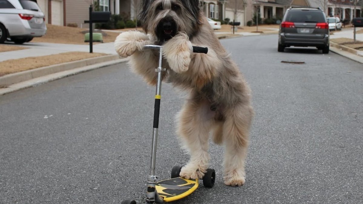 Illustration : "Ce chien est un pro de la trottinette ! "