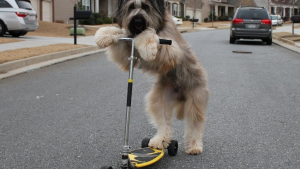 Illustration : Ce chien est un pro de la trottinette ! 
