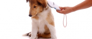 Illustration : "Identifier son chien "