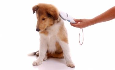 Illustration : "Identifier son chien "