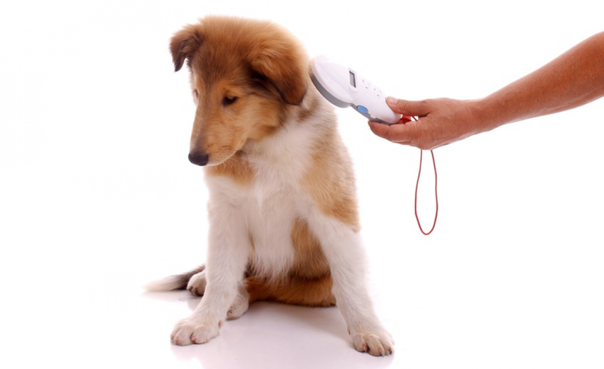 Illustration : "Identifier son chien "