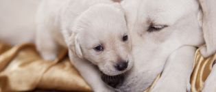Illustration : "La socialisation du chiot"