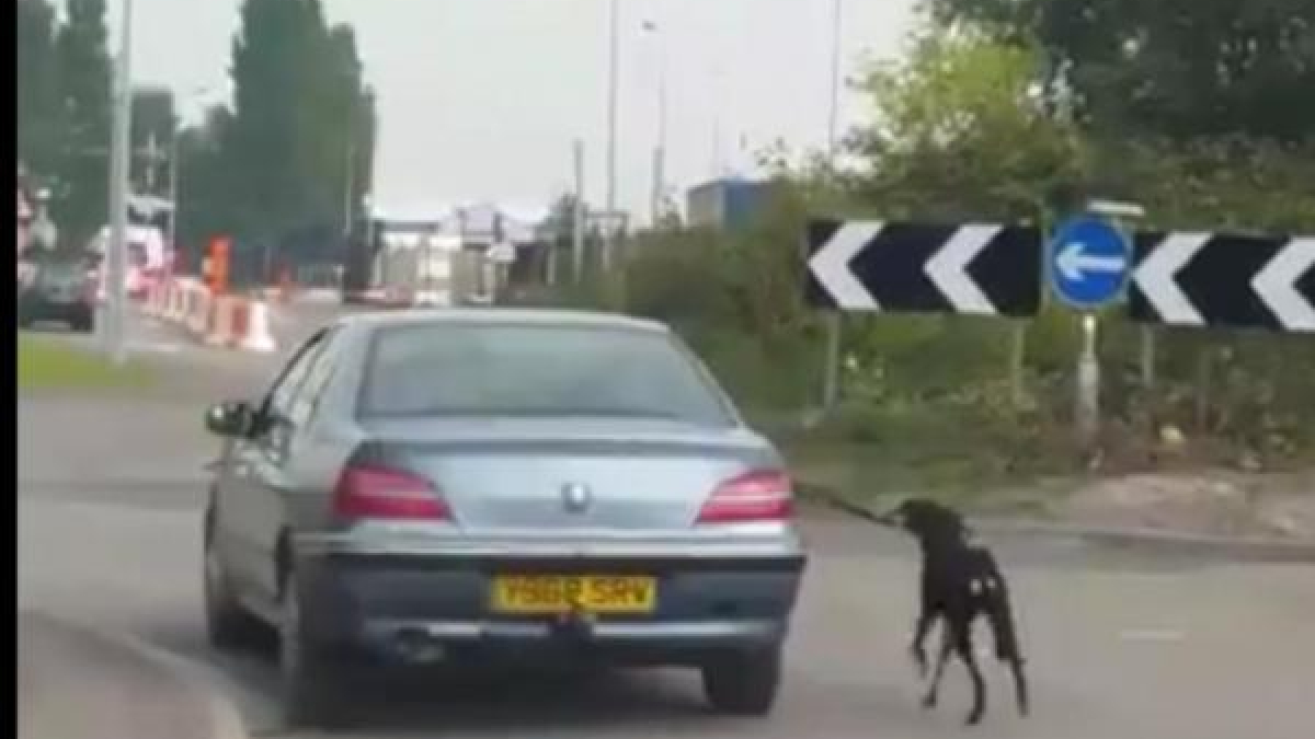 Illustration : "Un automobiliste traîne son chien en laisse depuis son véhicule ! "