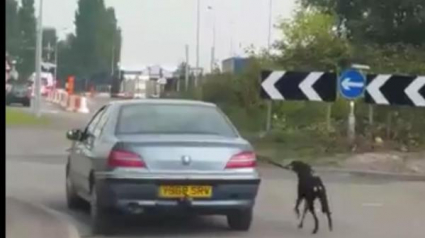 Illustration : Un automobiliste traîne son chien en laisse depuis son véhicule ! 