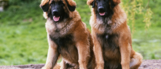 Illustration : "La saillie chez le chien"