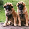 Illustration : La saillie chez le chien