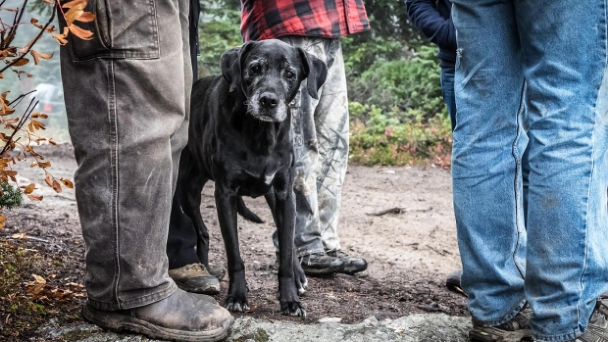 Illustration : "Vieux et presque aveugle, un chien disparaît pendant 18 jours avant d’être retrouvé dans les bois !"