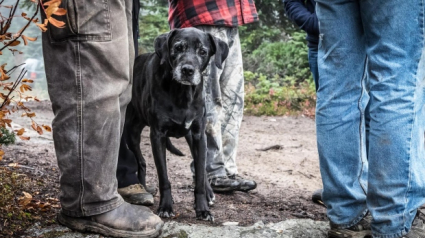 Illustration : Vieux et presque aveugle, un chien disparaît pendant 18 jours avant d’être retrouvé dans les bois !