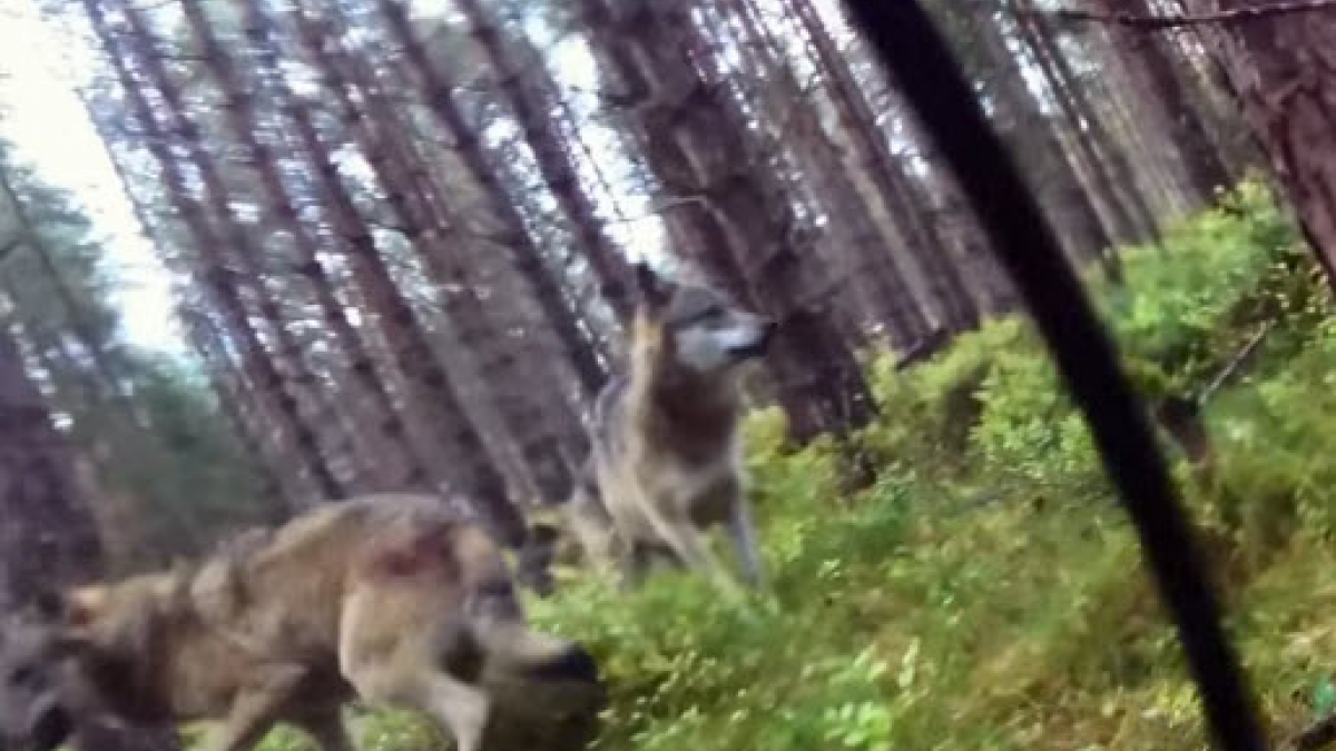 Illustration : "Une chienne attaquée par 2 loups : l’agression filmée par sa GoPro"