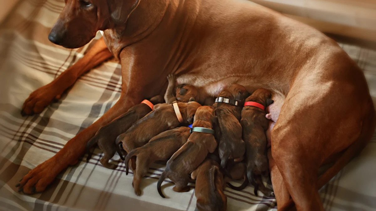 Petit chien qui bouge la tête Mercedes-Benz