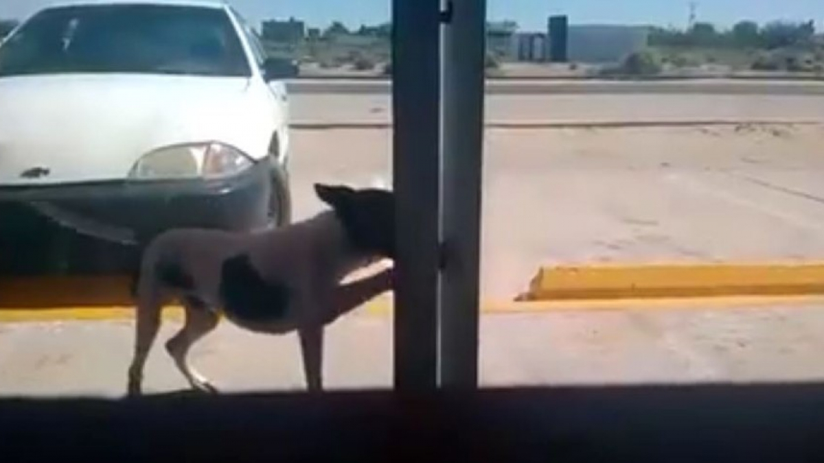 Illustration : "Un chien errant réapparaît devant la porte de la clinique vétérinaire dont il était sorti la veille"