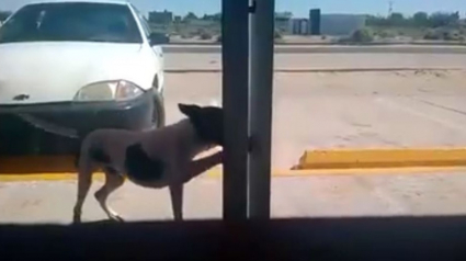 Illustration : Un chien errant réapparaît devant la porte de la clinique vétérinaire dont il était sorti la veille