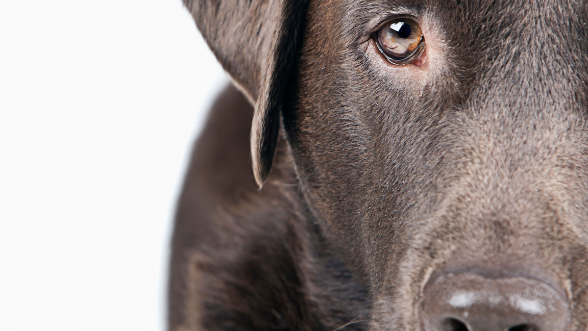 Illustration : "Voici Gâchette un Labrador qui a malencontreusement tiré sur sa maîtresse"