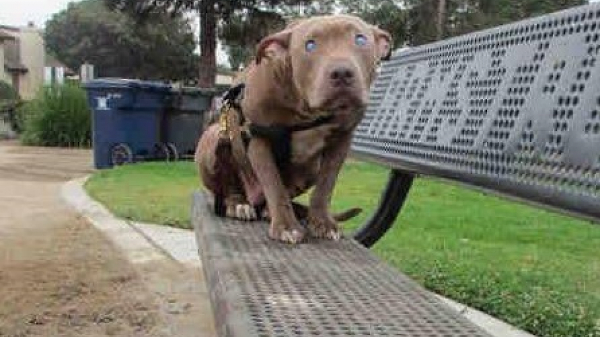 Illustration : "Un Pitbull aveugle et abandonné, trouvé sur un banc public"