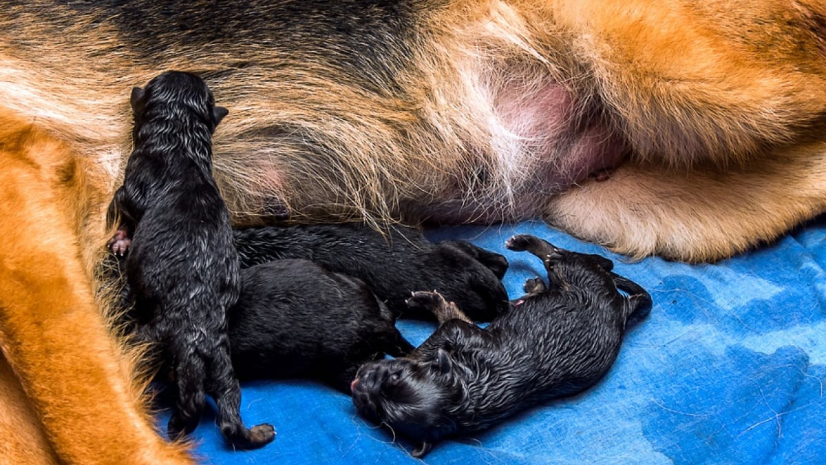 Illustration : "La naissance des chiots"