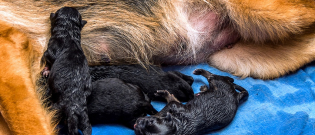 Illustration : "La naissance des chiots"